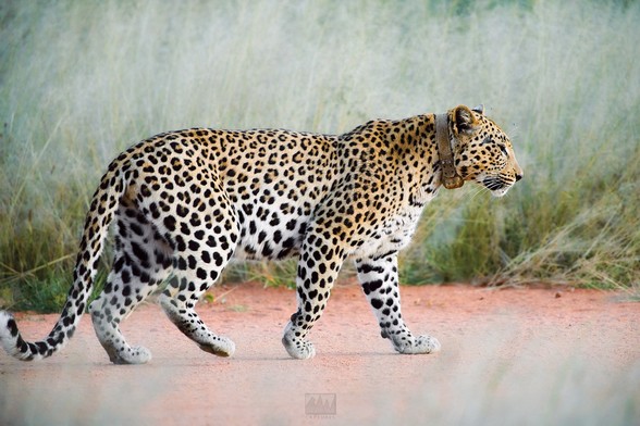 A female leopard, Vamos, one of 21 leopards collared and tracked by the Africat Foundation for their research inside the Okonjima Reserve

Sony A1 ii, Sony 300mm f/2.8 GM + 2x TC - 1/800s, f/5.6, ISO1200