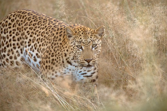 A female leopard, Vamos, one of 21 leopards collared and tracked by the Africat Foundation for their research inside the Okonjima Reserve

Sony A1 ii, Sony 300mm f/2.8 GM + 2x TC - 1/800s, f/5.6, ISO1200