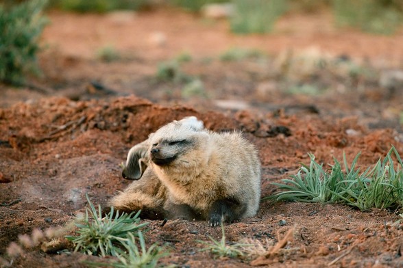 A bat eared fox shaking its head after waking up from a nap

Sony A1 ii, Sony 300mm f/2.8 GM + 2x TC - 1/100s, f/5.6, ISO1600