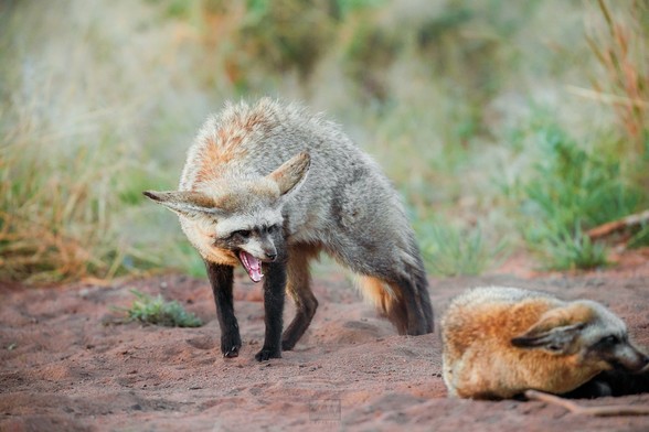 A bat eared fox stretching and yawning after waking up from a nap

Sony A1 ii, Sony 300mm f/2.8 GM + 2x TC - 1/800s, f/5.6, ISO1200