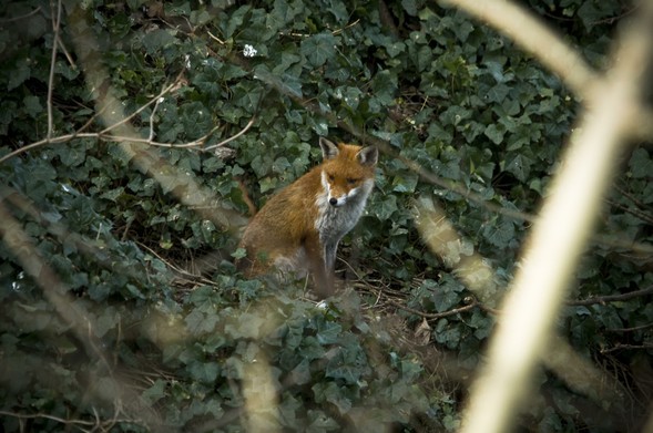 Picture of a Fox