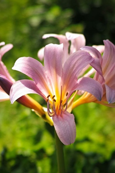 The flowers have a faintl fragrance. Novelist 加藤 武雄[Katō Takeo](1888-1956) described it as follows.

    夏繪はいつも影のやうにそつと寄つて來る。そして、忍びやかな小聲で話しかける。
    「何ですか？」
    夏水仙のやうな匂ひ。それは處女の體臭であらうか？ それとも髮の香であらうか？ その仄かな匂ひが、いかに强く淸彥の官能をかきみだすことぞ。

[Natsue wa itsumo kage no yōni sotto yotte kuru. Soshite, shinobiyaka na kogoe de hanashi kakeru.
"Nandesuka?"
Natsuzuisen no yōna nioi. Sore wa shojo no taishū dearōka? Soretomo kami no ka dearōka? Sono honokana nioi ga, ikani tsuyoku kiyohiko no kannō wo kakimidasu koto zo.]

Natsue always comes (to Kiyohiko) softly, like a shadow. Then she speaks to him in a stealthy whisper.
"Yes?" (he replied)
Smells like (the flower of) Natsuzuisen. Is it the body odor of a virgin? Or is it the scent of her hair? How strongly that faint smell disturbs the sensuality of Kiyohiko.
From 喘ぐ白鳥[Aegu hakuchō](The Gasping Swan)
Source: https://dl.ndl.go.jp/pid/1111518/1/54