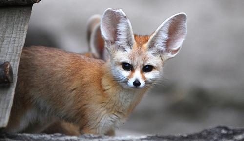 Picture of a Fox