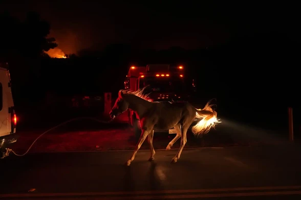Sheriff rescue evacuates a horse.
