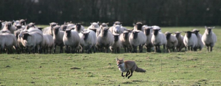 Picture of a Fox