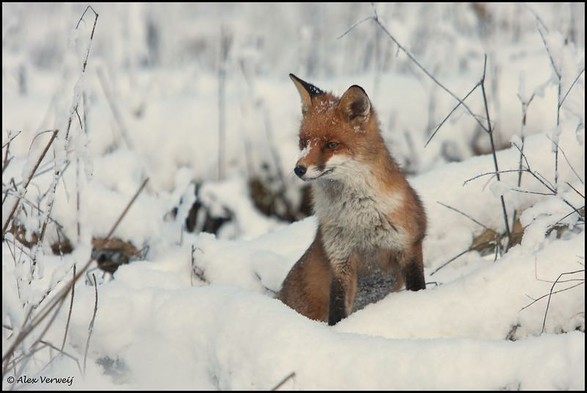 Picture of a Fox