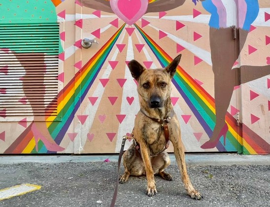 Wily, a skinny brindle mountain dog who looks like a coyote, is seated in front of a mural with a pink triangle and rainbow motif