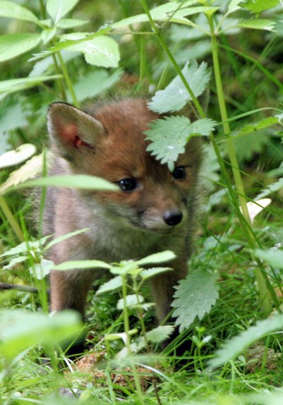 Picture of a Fox