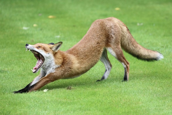 A Fox on a lawn stretching and yawning. Very relaxed animal.