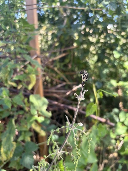 Tagpfauenauge-Raupen auf den Brennesseln in unserem Garten