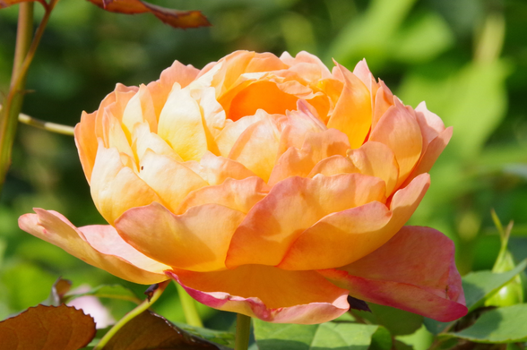 Orangefarbene, gefüllte Rosenblüte.