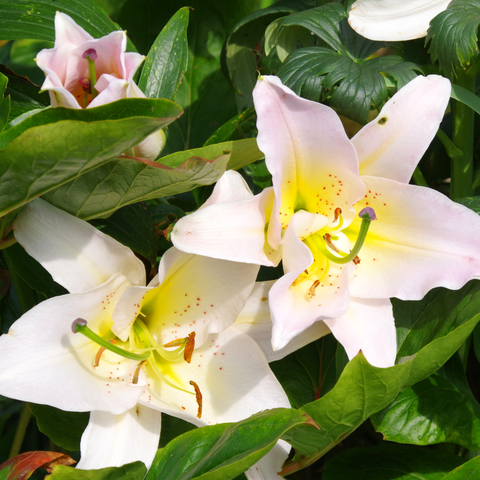 Zwei hellrose Blüten im Blättermeer.