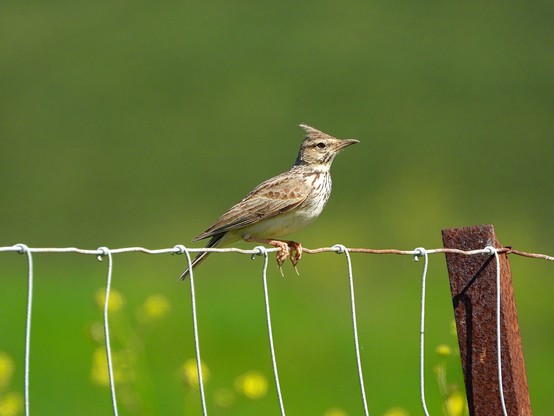 El pájaro, de unos 25 centímetros, está perchando en una valla metálica en la que a la izquierda se ve un poste oxidado.El fondo es verde difuminado con algunas manchas amarillas. Luce una bonita cresta en el píleo de los mismos colores que el resto del manto y las alas, una mezcla de marrones y grises, que se va aclarando en el con un moteado cada vez más blanco en el mentón, la garganta y el pecho hasta hacerse de color blanco en el vientre hasta el muslo. Las patas son de color rosado y se le puede ver la uña del dedo trasero excepcionalmente larga. Atravesando a la altura del ojo luce una línea oscura y un poco más arriba una blanca justo debajo de la cresta. Posee un pico medio, grueso y terminado en punta y algo curvado al final. Como pertenece al orden de las Passeriformes le hemos denominado pájaro.

Si estás leyendo este texto es porque tienes dificultades de visión y espero que te haya ayudado a ver la imagen. Si no ha sido así, te agradecería los comentarios.
Si lo has leído aunque ves la imagen sin problemas recuerda que debes poner un texto alternativo en tus archivos multimedia para que todo el mundo pueda disfrutarlos.