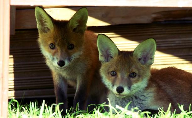 Picture of a Fox