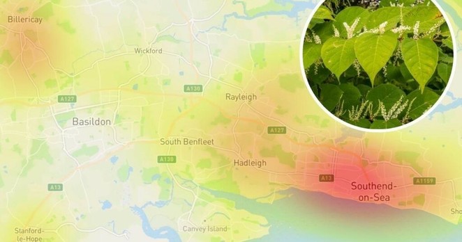 Southend Japanese knotweed hotspots and sightings listed
