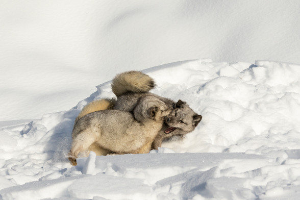Two arctic foxes having a fluffy disagreement in the snow. It looks like the snow gave way and they both slipped and are about to sink into it deeper.