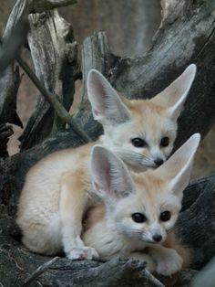 Picture of a Fox