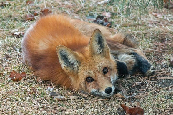 Picture of a Fox