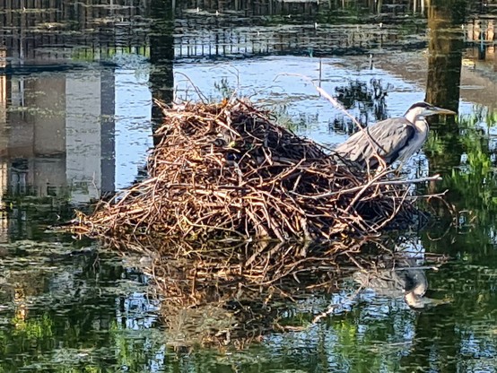 A heron standing next to a very large coots nest made of sticks.