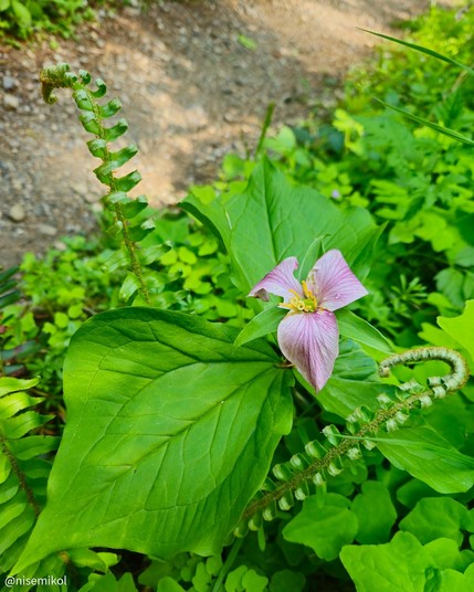 Pink trillium flower with a central yellow stamen surrounded by large green leaves. Curled fern fronds and other green foliage fill the background, with a textured dirt path partially visible.