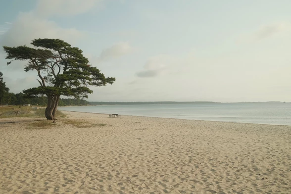 A solitary tree stands on a quiet sandy beach under a soft, cloudy sky