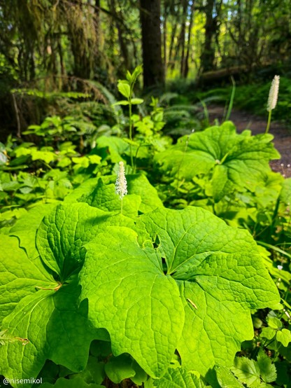Lush green plants with large, round leaves fill the foreground, while a forest path is visible in the background. Tall trees and ferns surround the area, creating a dense woodland environment. Bright sunlight illuminates the foliage, highlighting the textures of the leaves.