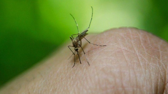 Virus du Nil occidental : deux premiers cas autochtones détectés en Île-de-France