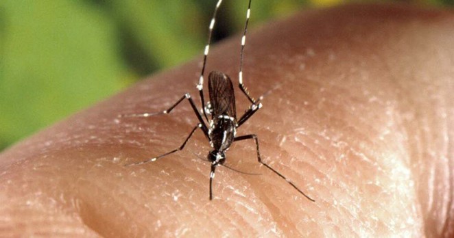 Dijon. Un nouveau cas autochtone de chikungunya confirmé