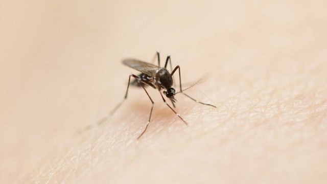 « C’est le combo parfait pour eux » : en Île-de-France, pluies et chaleur assurent un bel été aux moustiques - Le Parisien