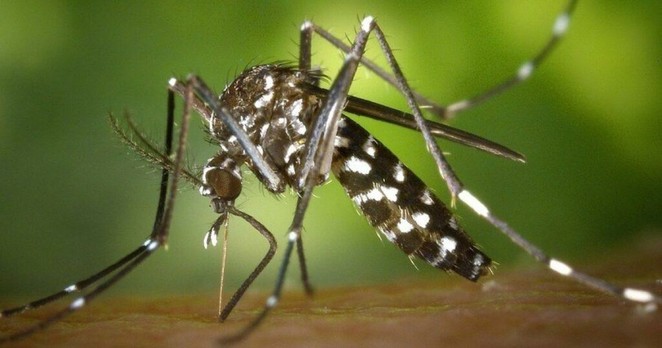 Seine-Saint-Denis : deux cas autochtones du virus du Nil occidental détectés : Actualités