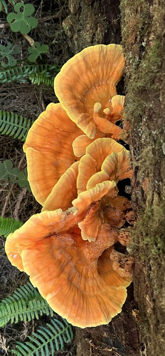 Colorful orange and yellow fungi in Prairie Creek Redwoods State Park yesterday afternoon. This is the view looking down at a showy and complex example which is growing on the side of a downed tree next to the trail. Redwood sorrel and ferns in the background help to provide a sense of scale.