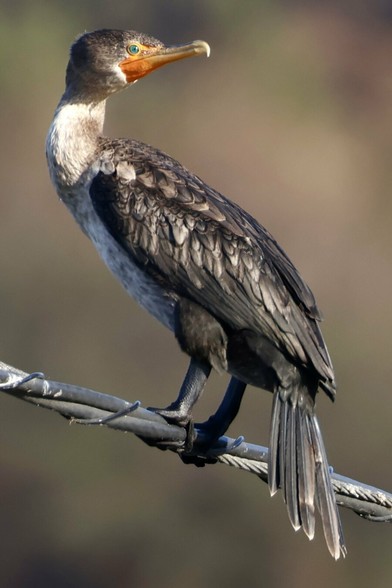 a huge bird with striking eyes the color of an emerald clings to an electric cable in a river valley.