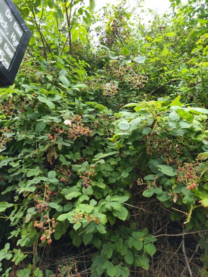 Blackberry brambles up a steep bank. Lower berries are mostly red, some black. Upper berries are fully ripe if you're tall enough! The corner of a railway station sign is about halfway up the picture.