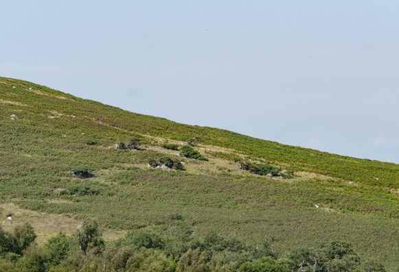 A grassy/brackeny hillside with 7 or so darker bushes of juniper.