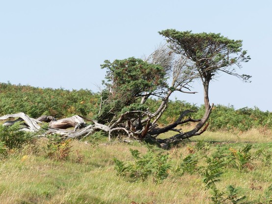 A very gnarly Juniper tree growing sideways, as they usually do as protection from the wind.