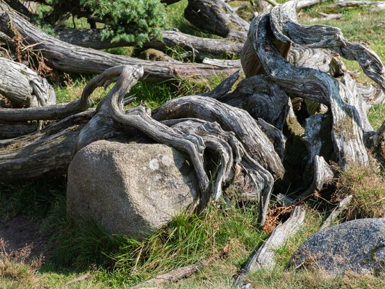 The twisted bare roots of a Juniper growing along teh ground, having grown around a boulder.