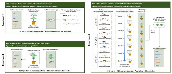Schematic depiction of three experiments in this study. Experiment 1 (top left) assessed the defense efficacy of six putative defense traits. The authors collected the sixth leaf pair (from the bottom) of 30-day-old plants: one leaf was used to quantify six putative defense traits, and the other to assess resistance to herbivory. This procedure was repeated three times, each with a different insect herbivore species. Experiment 2 (bottom left) assessed the growth costs of six defense traits. The authors collected the fifth leaf (from the tip) of 59-day-old plants to measure six defense traits, then harvested, dried and weighed the rest (including above- and belowground parts). Experiment 3 (right) assessed induction sequence of defense traits with increasing herbivory. The authors exposed 20-day-old plants to each of 12 generalist herbivore species at seven increasing density levels (Density 1–7). After 2 days of feeding, insects were removed, and damage severity was recorded. After 10 days of growth, they collected the sixth leaf pair (from the bottom) for defense‐trait measurements.