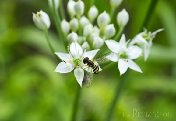 A tiny Eastern Caligraph - hover fly on a white garlic chive flower.