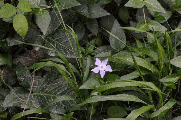A photo of a single light purple flower surrounded by the leaves of various species.