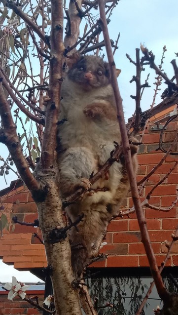 Possum in an Almond Tree.