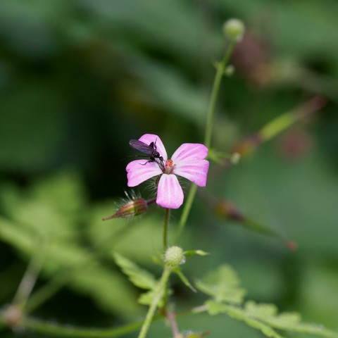 A single bright pink 5-petalled flower in a dark green woodland setting, with a black fly feeding on it.
