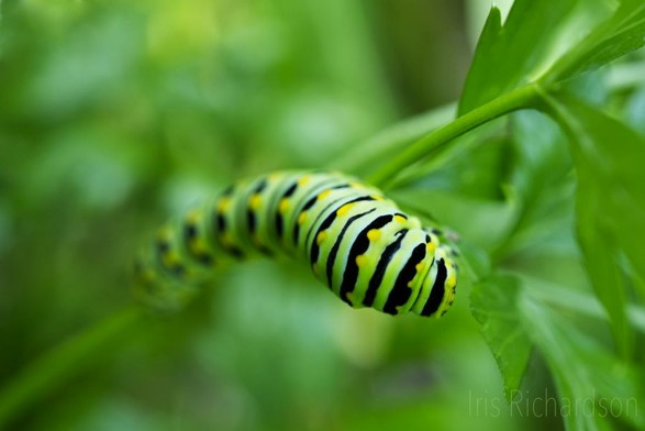 Black swallowtail caterpillars on Parsley II - this green caterpillar will turn into a black swallowtail butterfly. It loves parsley and dill. Macro photograph