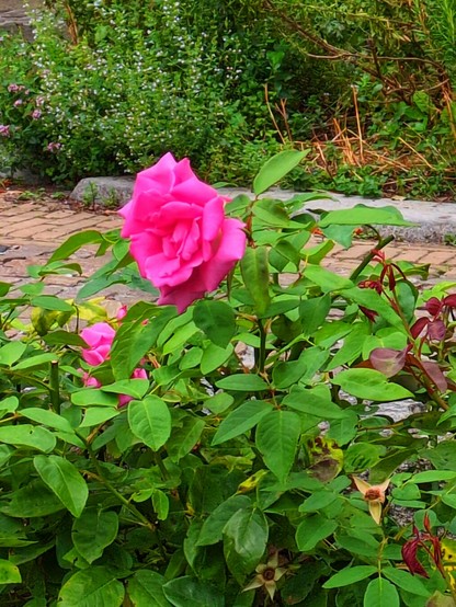 A very bright pink rose on a green bush.