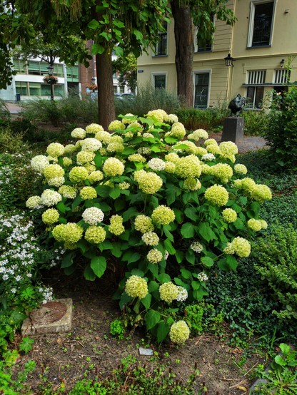 A hydrangea with round white and greenish-yellow flower clusters.