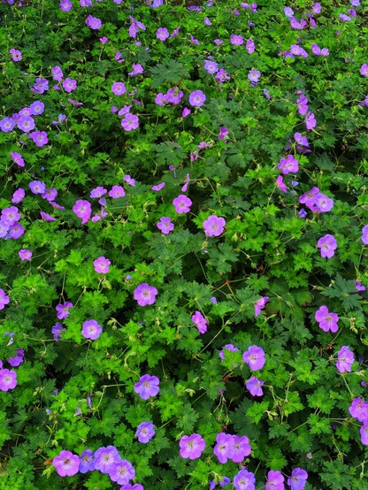 A purple Cranesbill Geranium with many small five-petaled flowers.