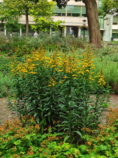 A Goldenrod with tall, upright stems topped with dense plumes of small, golden-yellow flowers.