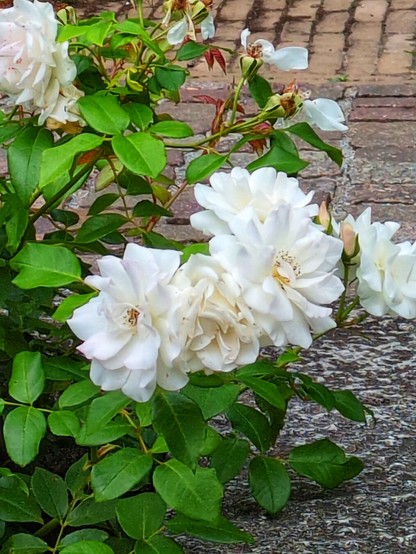 A beautiful white rose with several flowers.