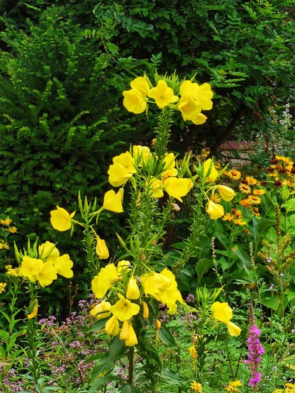 Evening Primrose with bright yellow, cup-shaped flowers.