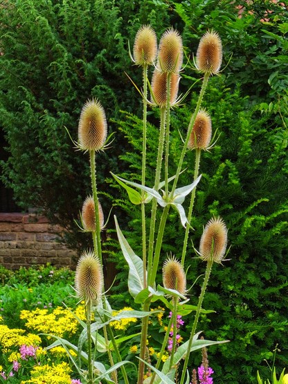 A Teasel with dry seed heads.