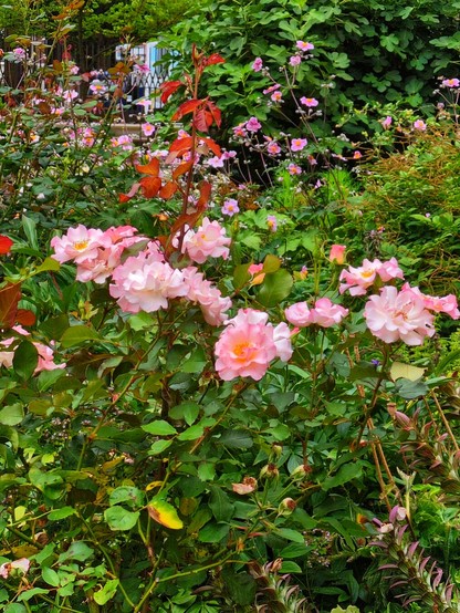 A pink and orange rose bush.